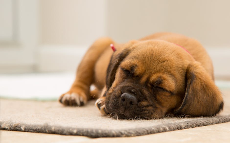 A close-up image of a small brown puppy with black markings, peacefully sleeping on a light grey textured rug in a well-lit room. The puppy has a pink collar, and its eyes are closed, showcasing a calm and relaxed posture. The background features a blurred white wall and part of a window, indicating a clean, domestic environment. The surface of the rug appears soft and plush, contributing to a cozy atmosphere for the pet. This image exemplifies pet-friendly home environments which may require deep cleaning and odour removal, as provided by Pimlico Carpet Cleaning, who specialise in surface cleaning and sanitisation services for residential properties.